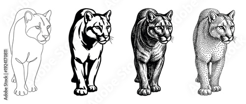 Four black and white puma illustrations in different artistic styles including continuous line, high contrast stencil, classic engraving, and stippling dotwork