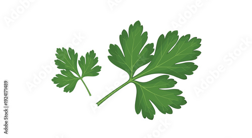 Fresh green parsley leaves illustration, showing two sprigs of the culinary herb, isolated on a clean white background.