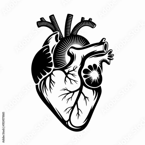 A detailed black and white illustration of a human heart