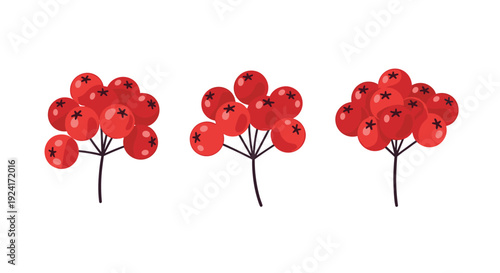 Set of three cute cartoon clusters of red rowanberries is illustrated in a simple, flat style, isolated on a white background.