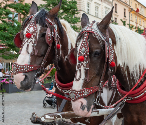 Photos Two draft horses stand side by side in ornate red leather bridles with metal studs and tassels, ready for a tourist carriage ride