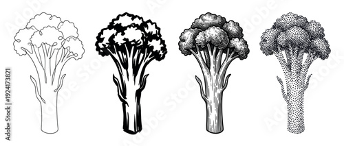 Collection of four broccoli vegetable icons drawn in different graphic styles, from minimalist one-line art and silhouette to detailed engraving and pointillism dotwork