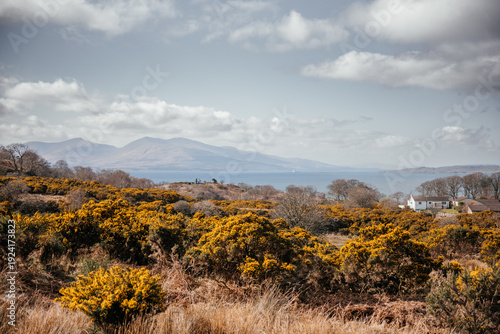 Tableau sur toile Scenic Gorse Path Leading to Scottish Coast