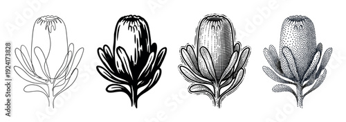 Set of four Banksia flower illustrations showing different artistic styles including continuous line drawing, solid ink silhouette, vintage engraving, and modern stippling dotwork