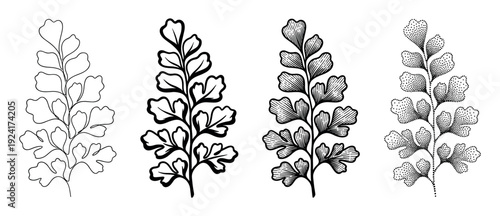 Four black and white fern branch illustrations in a row showcasing various artistic techniques including simple outline, bold ink, vintage engraving, and modern stippling