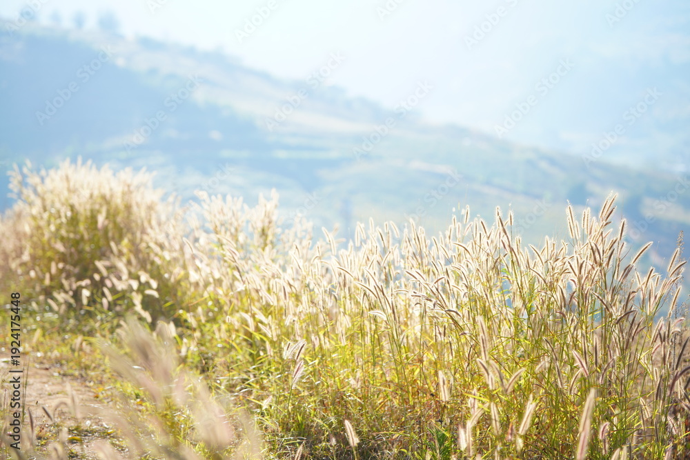 Obraz premium Golden grass field on mountain hillside with soft sunlight and blurred valley background. Nature landscape representing autumn season, countryside scenery, and peaceful outdoor environment.