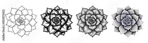 Set of four succulent plant illustrations showcasing different artistic techniques like line art, bold silhouette, detailed engraving, and dotwork stippling for botanical design