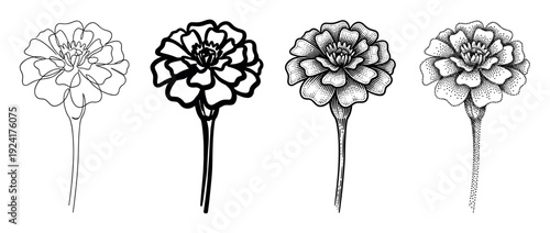 Four marigold flower illustrations in different artistic styles, including continuous line art, bold outline, vintage engraving, and detailed stippling dotwork