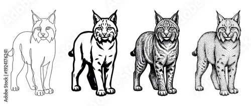 Set of four lynx wildcat illustrations in various artistic styles including line art, stencil, engraving, and stippling, showing a progression of detail and technique