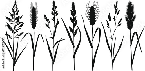 Vector Illustration Set of Wild Grass and Cereal Grain Silhouettes for Nature Meadow Field Agriculture Botanical Garden and Minimalist Plant Graphic Designs