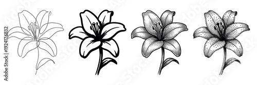 Set of four lily flower illustrations showcasing different artistic styles including minimalist line art, bold outline, vintage engraving, and detailed stippling for design