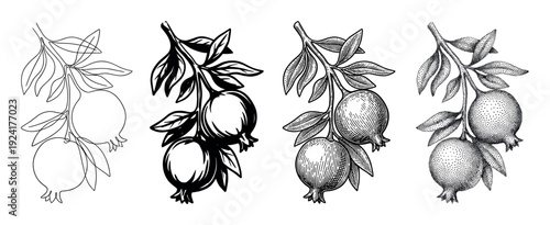 Four black and white pomegranate branch illustrations showing different artistic styles including line art, engraving, stippling, and a graphic silhouette for a vintage botanical design