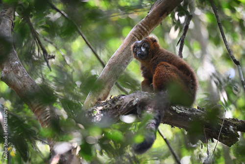 Red-bellied Lemur (Eulemur rubriventer) Sitting in Tree Canopy in Sunlit Rainforest