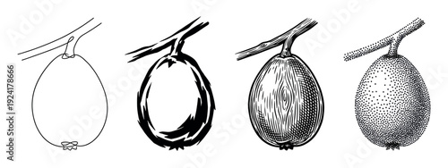 Four stylized black and white fruit illustrations, each hanging from a branch and rendered in distinct artistic techniques, including outline, brushstroke, woodcut, and stipple art