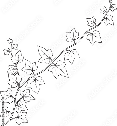 Elegant Ivy Vine Line Art Botanical Leaves Illustration