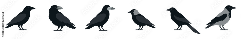 Fototapeta premium Six stylized flat vector black and grey corvid birds are depicted in various standing postures, showcasing different species and plumage patterns with a minimalist design