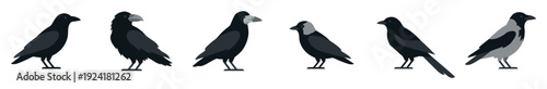 Six stylized flat vector black and grey corvid birds are depicted in various standing postures, showcasing different species and plumage patterns with a minimalist design