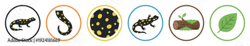 Six colorful circular icons depicting salamanders and nature elements, presented in a charming flat graphic illustration style with clear outlines and vibrant colors