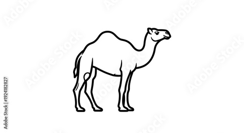 Black and white line art drawing of a dromedary camel standing in profile.