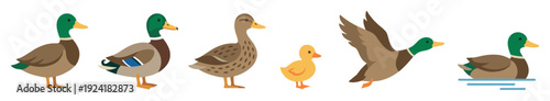 Six cartoon mallard ducks and a duckling are depicted in various poses, including standing, flying, and swimming, rendered in a charming flat illustration style with naturalistic colors