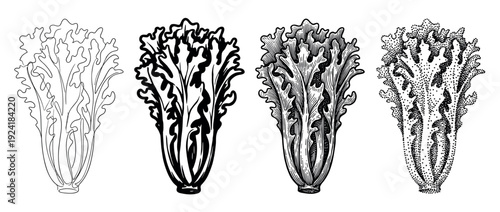 Four distinct black and white lettuce illustrations showcase different artistic styles including outline, bold, engraving, and stipple techniques