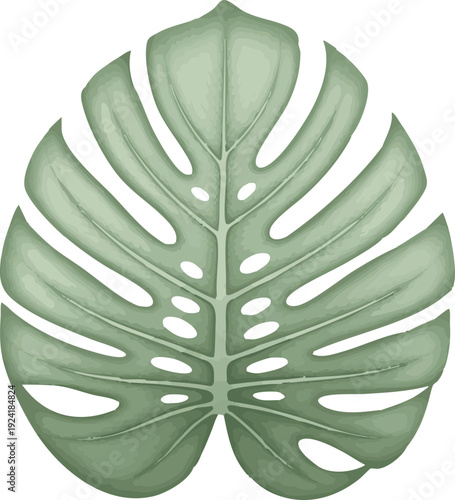 Monstera Leaf Vector Illustration – Tropical Green Jungle Plant Isolated on White Background