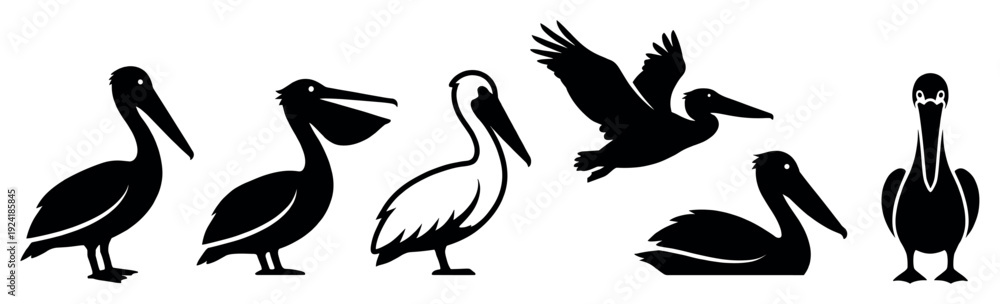 Obraz premium Six distinct pelican bird silhouettes are depicted in various poses, including standing, flying, and swimming, rendered in a clean, graphic black and white illustration style