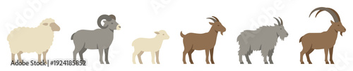 Six different sheep and goat species stand in a row, presented in a flat, minimalist vector illustration style with even lighting and a clear profile view