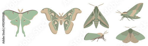 Six stylized green and beige moth illustrations are depicted in various poses and perspectives, showcasing their delicate wings and antennae with a clean, modern aesthetic