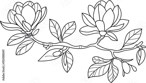 Elegant magnolia flower branch line art illustration with blooming petals and leaves, botanical floral outline drawing, minimalist nature vector design isolated on white