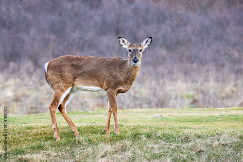 common white tail deer with ear leaf resembling details on golf course