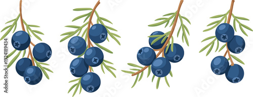 Vector illustration of juniper berry sprigs with dark blue berries, green needle leaves, brown stems, culinary ingredient, botanical artwork design