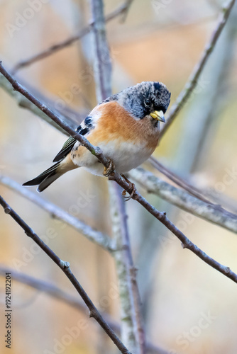 Brambling