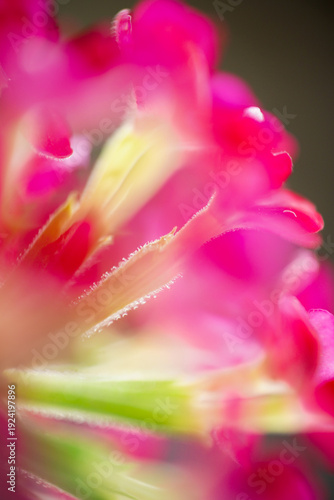Soft Focus Red Verbena Flower Macro