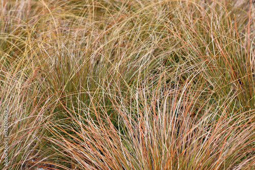 Orange New Zealand sedge plant in close up