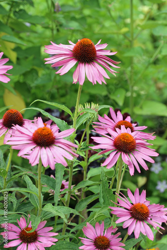 Purple coneflower flowers in close up