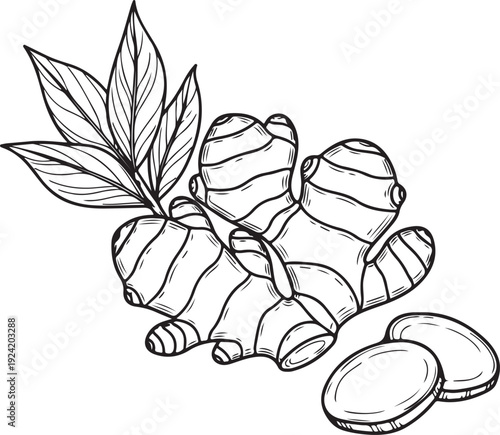 Ginger root sketch illustration with leaves and slices organic spice root hand drawn engraving style healthy food ingredient for cooking isolated on gray background
