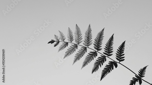 A black and white image of a plant.