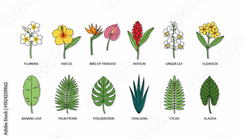 Collection of tropical flowers and leaves illustrations.