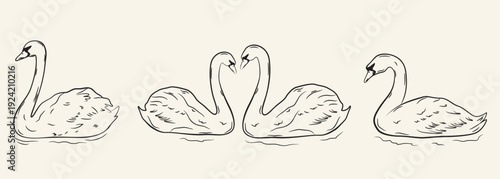 Black and white ink sketch of four swans swimming on water with romantic heart shape necks illustration