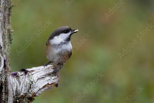 Siberian tit