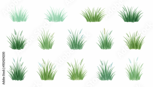 Collection of various green grass plants illustrations on white background.