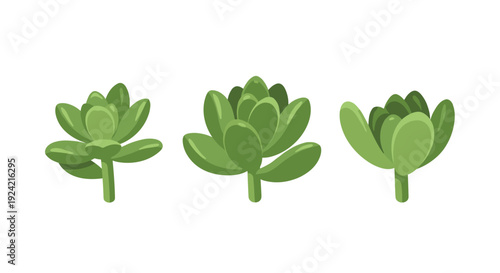 Three individual green succulent plants with thick fleshy leaves and short stems are displayed in a horizontal row on a white background.