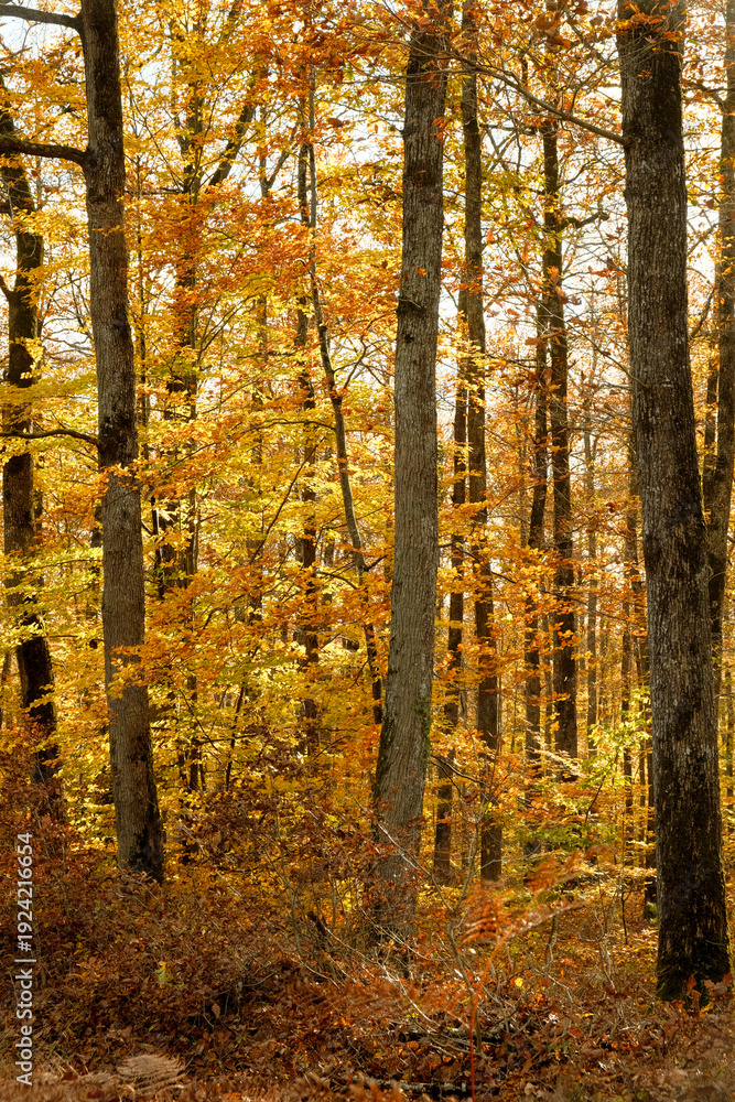 Fototapeta premium Autumn Forest in Warm Golden Light