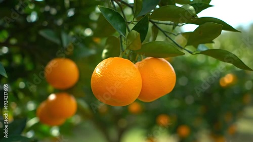 Ripe oranges hanging from a tree branch in a sunny orchard