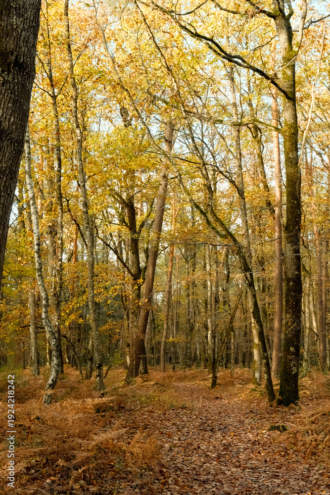Fototapeta premium Autumn Forest in Warm Golden Light