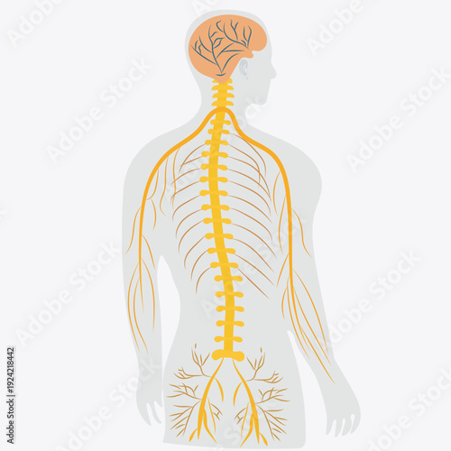 Spine and Nervous System vector art