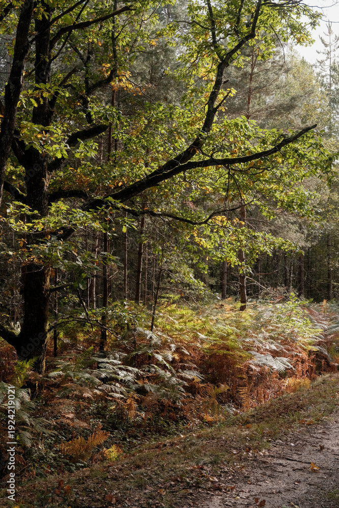 Obraz premium Autumn Forest in Warm Golden Light