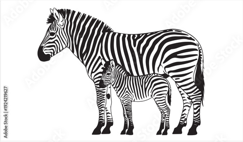 Wildlife Zebra Family in Black and White Vector Style