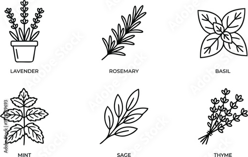 Set of six aromatic herbs lavender rosemary basil mint sage thyme flat design vector illustration
